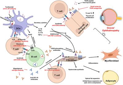 Current and promising therapies based on the pathogenesis of Graves’ ophthalmopathy